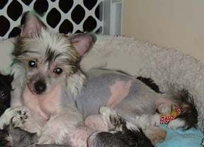 Firecrest Firestar Of Rompford