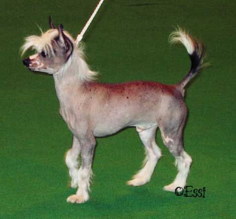 Flying Colors Roll The Dice