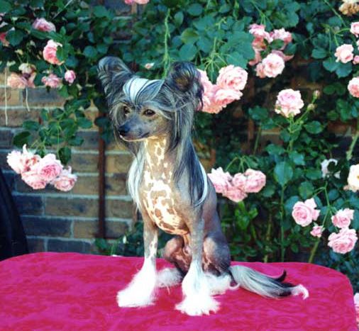 Fourhalls Indecent Exposure