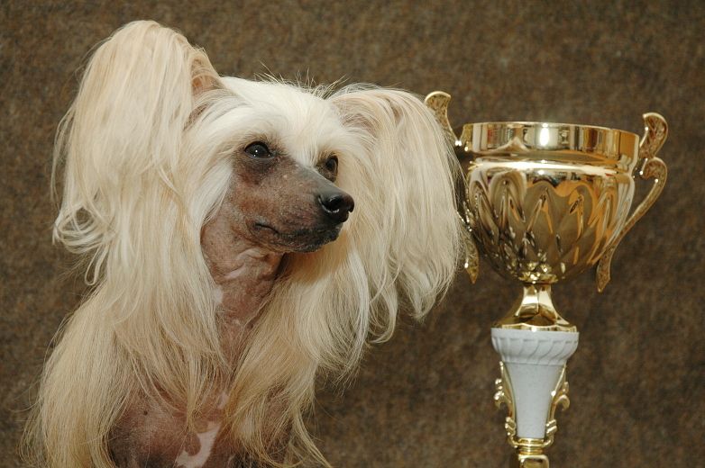 Francesca Modry kvet