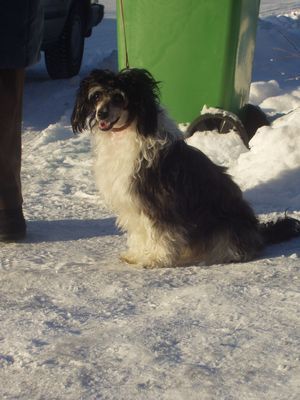 Frostice Black Velvet