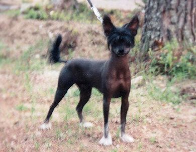 Gagaku's Mister Charmy