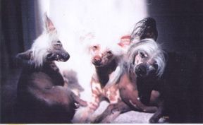 Gail Dons Apache Brave N Bare  (At Rompford CCs)