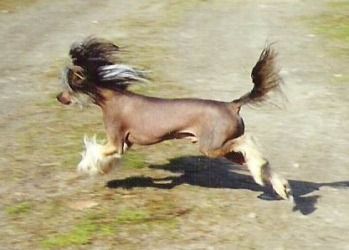 Gingery's Blackberry Dynomite