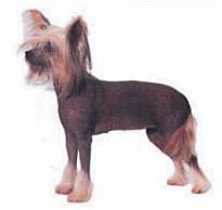 Gingery's Brandywine