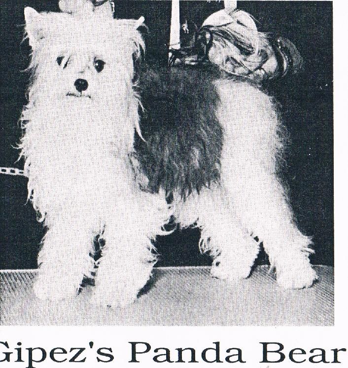 Gipez's Panda Bear