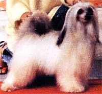 Goldenberry Dark McIntosh