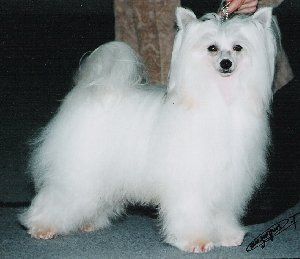 Goldenberry Jay Donvalley - SOM