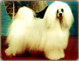 Goldenberry Young Orange Blossom