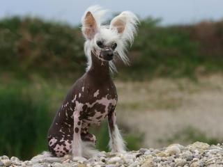 Groteska Alexa Lachesis