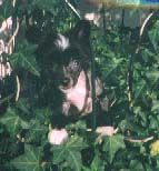 Hairicane Midnight Dream