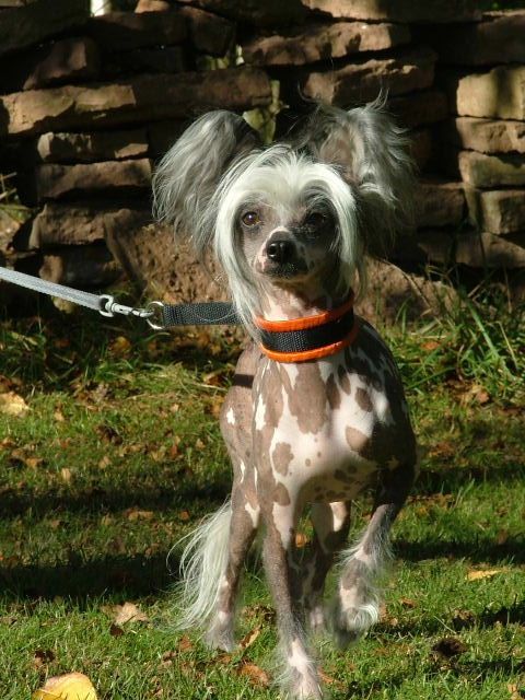 Ha Kuna Matatas Heman Of Mr Ming