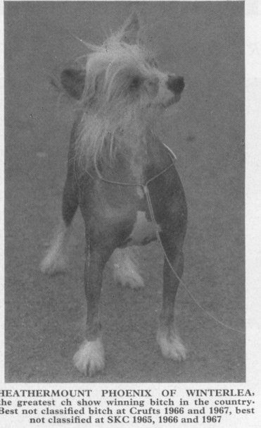 Heathermount Phoenix Of Winterlea