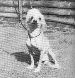 Highclass Mr Ching Lee Of Aes