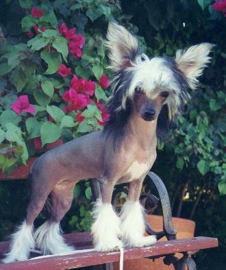 Holliwould Tootsie Pop