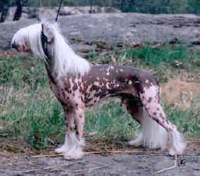 Honebon High Treason