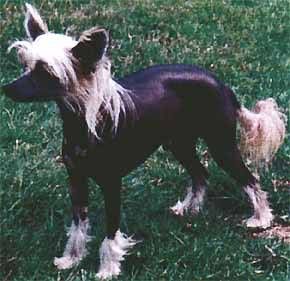 Hya Kum Blue Hu-Ching du Gue de Launay