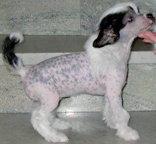 Indigoos Star Amazing Queen No One