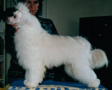 Ishkur's Bragi Of Shamar Acres