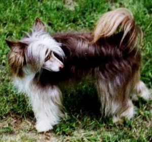 Jaar-Den's Europa DOM