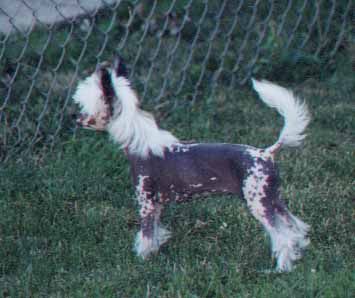 Jahan Peking Bombshell