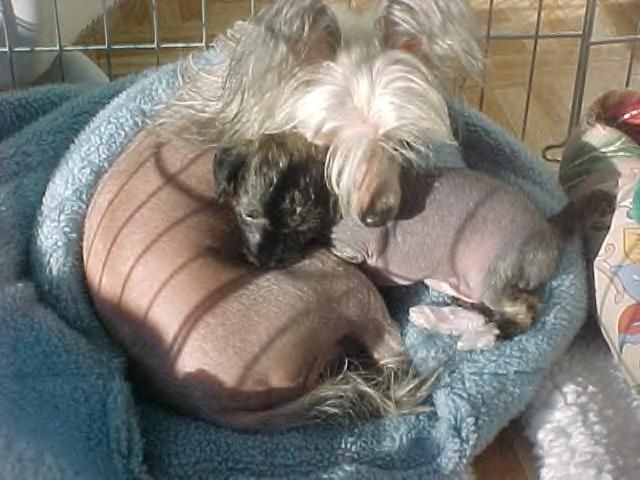 Jahan Prissy Peekaboo At Jewels