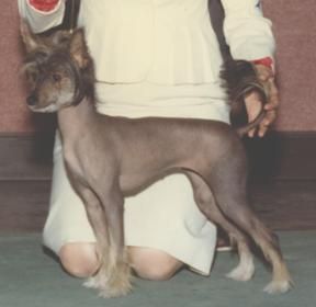 Jann's Kriquet Kolada DOM