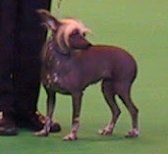 Jayanamee Princess Xena