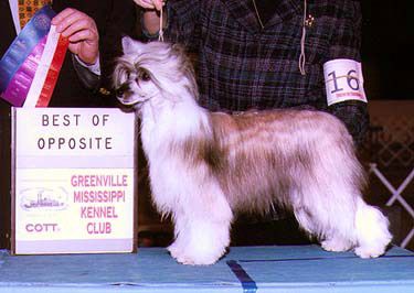 Jewels Travelin Incognito