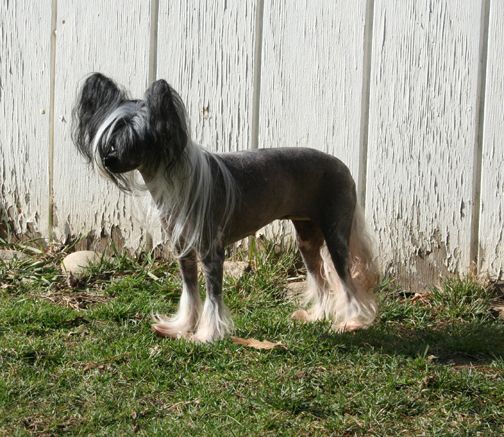 Jewels Wishes Do Come True