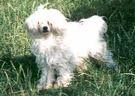 Jhanchi Princess Leia