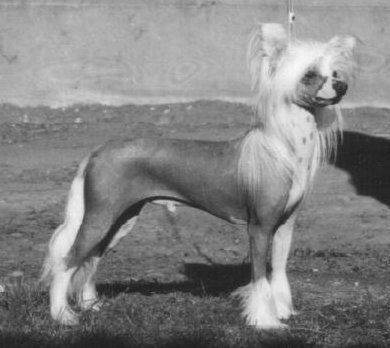 Jokima Just Dynamic SOM