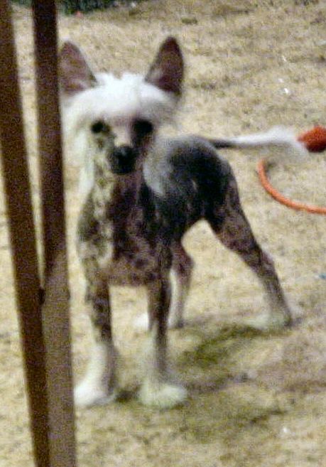 Jonbrecy's Dream Maker