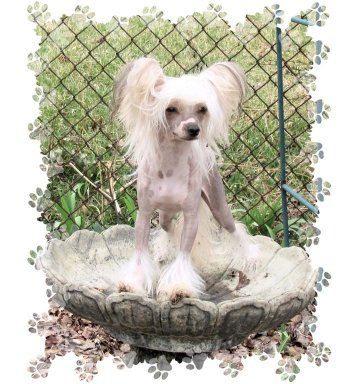 Jonbrecy's Dream Weaver