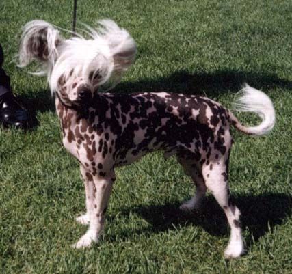 Joyway's Chippendale