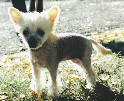 Joyway's Crested Pony