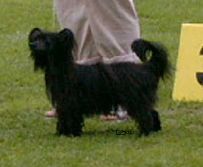 Joyway's Day Dreamer