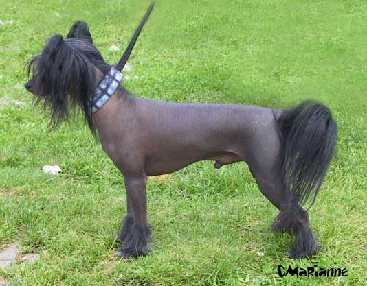 Joyway's Dream Lover