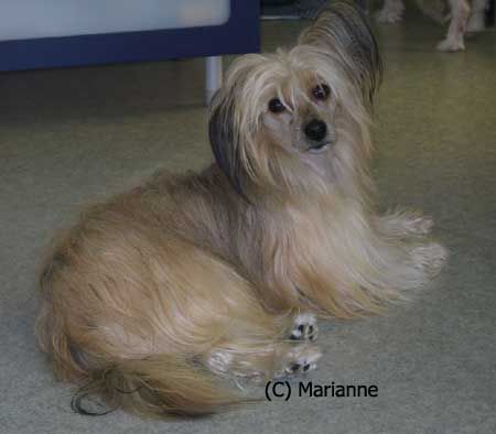 Joyway's Dream Maker