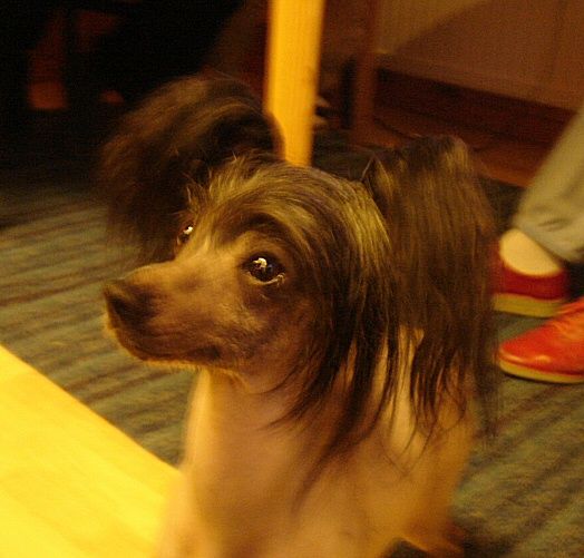 Joyway's Gin And Tonic