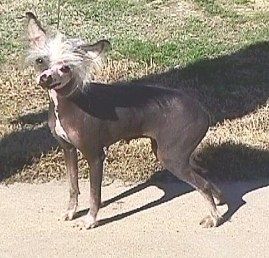 Jr's Zinobian Jezebel