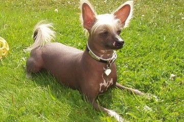 Juno-Juhekin Terminator