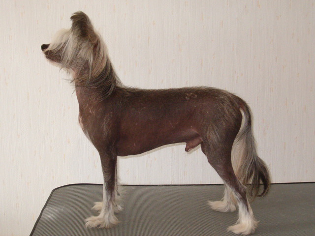 Just Call Me Bond-James Bond