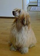 Just Call Me Lonesome Cowboy