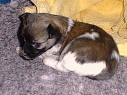 Just Call Me Too Tuff To B Puff