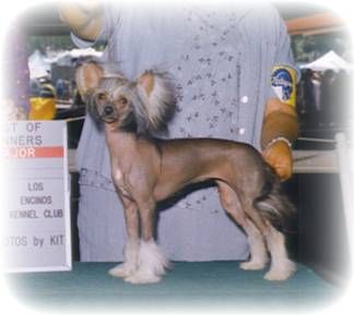 Kalon's Everlasting Love