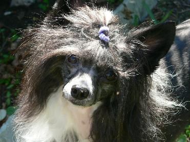 Kalypso's Mustang Sally