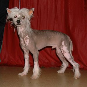 Karest's Jokers Wild