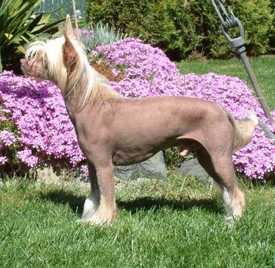 Kasma's Sir Gimli Of Wavecrest AgN