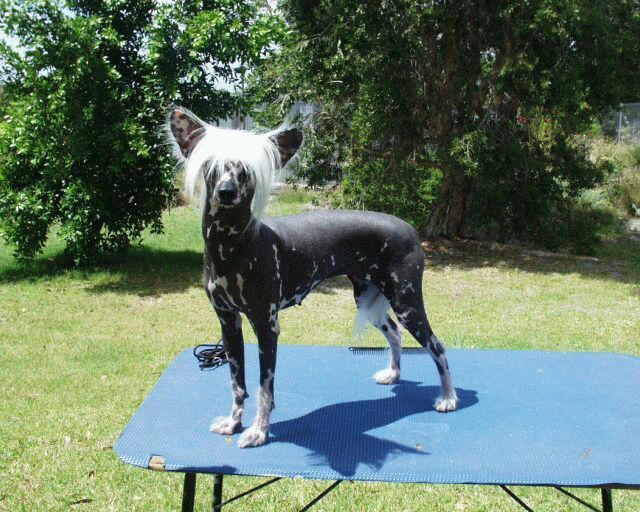 Kazlyn Sugar N Spice